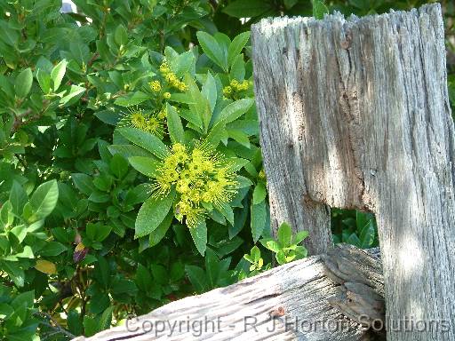 Golden Penda Fence 